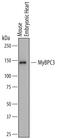Myosin Binding Protein C, Cardiac antibody, MAB7199, R&D Systems, Western Blot image 