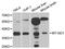 Mitochondrially Encoded NADH:Ubiquinone Oxidoreductase Core Subunit 1 antibody, MBS129270, MyBioSource, Western Blot image 