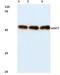 Glucosaminyl (N-Acetyl) Transferase Family Member 7 antibody, PA5-36433, Invitrogen Antibodies, Western Blot image 
