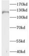 Mastermind Like Transcriptional Coactivator 3 antibody, FNab04961, FineTest, Western Blot image 