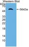 Importin 8 antibody, MBS2028193, MyBioSource, Western Blot image 