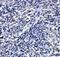 ORAI Calcium Release-Activated Calcium Modulator 3 antibody, GTX85442, GeneTex, Immunohistochemistry paraffin image 