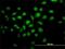 Transcription Factor AP-4 antibody, H00007023-M01, Novus Biologicals, Immunofluorescence image 