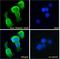 Tripartite Motif Containing 29 antibody, LS-B5943, Lifespan Biosciences, Immunofluorescence image 