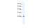 Potassium Channel Tetramerization Domain Containing 11 antibody, PA5-41333, Invitrogen Antibodies, Western Blot image 