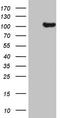 Protein CIP2A antibody, CF808454, Origene, Western Blot image 