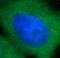 SRC Proto-Oncogene, Non-Receptor Tyrosine Kinase antibody, FNab08216, FineTest, Immunofluorescence image 