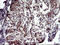 Parvin Alpha antibody, LS-C797703, Lifespan Biosciences, Immunohistochemistry frozen image 