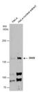 DExH-Box Helicase 9 antibody, GTX130971, GeneTex, Western Blot image 