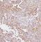 Cytochrome P450 Family 2 Subfamily E Member 1 antibody, A00672, Boster Biological Technology, Immunohistochemistry frozen image 