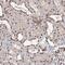 TBC1 Domain Family Member 12 antibody, PA5-58321, Invitrogen Antibodies, Immunohistochemistry frozen image 