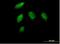 Cyclin G1 antibody, H00000900-B01P, Novus Biologicals, Immunocytochemistry image 