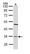TNF Superfamily Member 9 antibody, PA5-29562, Invitrogen Antibodies, Western Blot image 