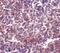 CD180 Molecule antibody, PA5-20251, Invitrogen Antibodies, Immunohistochemistry frozen image 