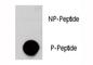 AKT Serine/Threonine Kinase 3 antibody, F48535-0.4ML, NSJ Bioreagents, Dot Blot image 