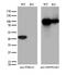 Phosphorylase Kinase Catalytic Subunit Gamma 2 antibody, M07871-1, Boster Biological Technology, Western Blot image 