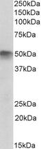 Endothelial Differentiation Related Factor 1 antibody, 43-408, ProSci, Western Blot image 