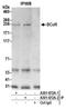 BCL6 Corepressor antibody, A301-672A, Bethyl Labs, Immunoprecipitation image 