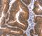 Mitogen-Activated Protein Kinase 13 antibody, MBS2518141, MyBioSource, Immunohistochemistry paraffin image 