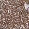 Protein cornichon homolog antibody, NBP1-84422, Novus Biologicals, Immunohistochemistry frozen image 