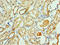 ATPase Family AAA Domain Containing 3B antibody, orb352651, Biorbyt, Immunohistochemistry paraffin image 