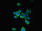 Prefoldin Subunit 2 antibody, LS-C376307, Lifespan Biosciences, Immunofluorescence image 