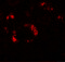 KN motif and ankyrin repeat domain-containing protein 2 antibody, 7309, ProSci Inc, Immunofluorescence image 