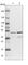 Nuclear Distribution C, Dynein Complex Regulator antibody, HPA027183, Atlas Antibodies, Western Blot image 