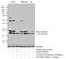 Eukaryotic Translation Initiation Factor 4E antibody, 44-528G, Invitrogen Antibodies, Western Blot image 