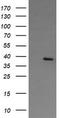 Nudix Hydrolase 9 antibody, CF503235, Origene, Western Blot image 