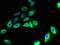 Cornichon Family AMPA Receptor Auxiliary Protein 2 antibody, CSB-PA754273LA01HU, Cusabio, Immunofluorescence image 
