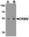 Cereblon antibody, PA5-38037, Invitrogen Antibodies, Western Blot image 