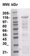 KIT antibody, TA354556, Origene, Western Blot image 