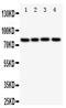 Transcription factor Sp4 antibody, PA1865, Boster Biological Technology, Western Blot image 