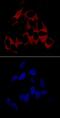 Vinculin antibody, MAB68961, R&D Systems, Immunocytochemistry image 