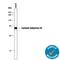 Carbonic Anhydrase 12 antibody, AF2190, R&D Systems, Western Blot image 