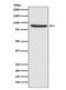 MutL Homolog 1 antibody, M00126, Boster Biological Technology, Western Blot image 