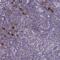 Sorting Nexin 11 antibody, NBP2-38732, Novus Biologicals, Immunohistochemistry paraffin image 