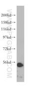 Lysophosphatidylcholine Acyltransferase 2 antibody, 15082-1-AP, Proteintech Group, Western Blot image 