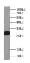 Coagulation Factor XII antibody, FNab02939, FineTest, Western Blot image 