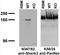 SH3 And Multiple Ankyrin Repeat Domains 3 antibody, 73-344, Antibodies Incorporated, Western Blot image 
