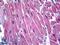 Vinculin antibody, LS-B5770, Lifespan Biosciences, Immunohistochemistry frozen image 