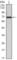 Protein Tyrosine Kinase 2 antibody, abx015854, Abbexa, Western Blot image 