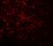 Nucleosome Assembly Protein 1 Like 5 antibody, A14492, Boster Biological Technology, Immunofluorescence image 
