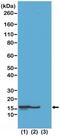 Histone Cluster 1 H2B Family Member B antibody, NBP2-61500, Novus Biologicals, Western Blot image 