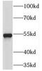 Tektin 2 antibody, FNab08587, FineTest, Western Blot image 