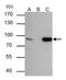 THO Complex 1 antibody, NB100-174, Novus Biologicals, Immunoprecipitation image 