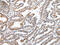 WD Repeat Domain 5 antibody, CSB-PA097823, Cusabio, Immunohistochemistry frozen image 