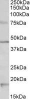 5-Hydroxytryptamine Receptor 1A antibody, EB11006, Everest Biotech, Western Blot image 