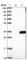 Chromosome X Open Reading Frame 56 antibody, HPA038617, Atlas Antibodies, Western Blot image 